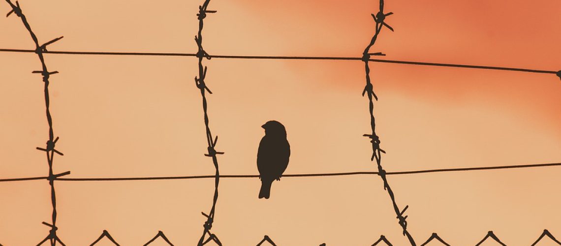 bird-on-a-wire-5243730_960_720 Prison