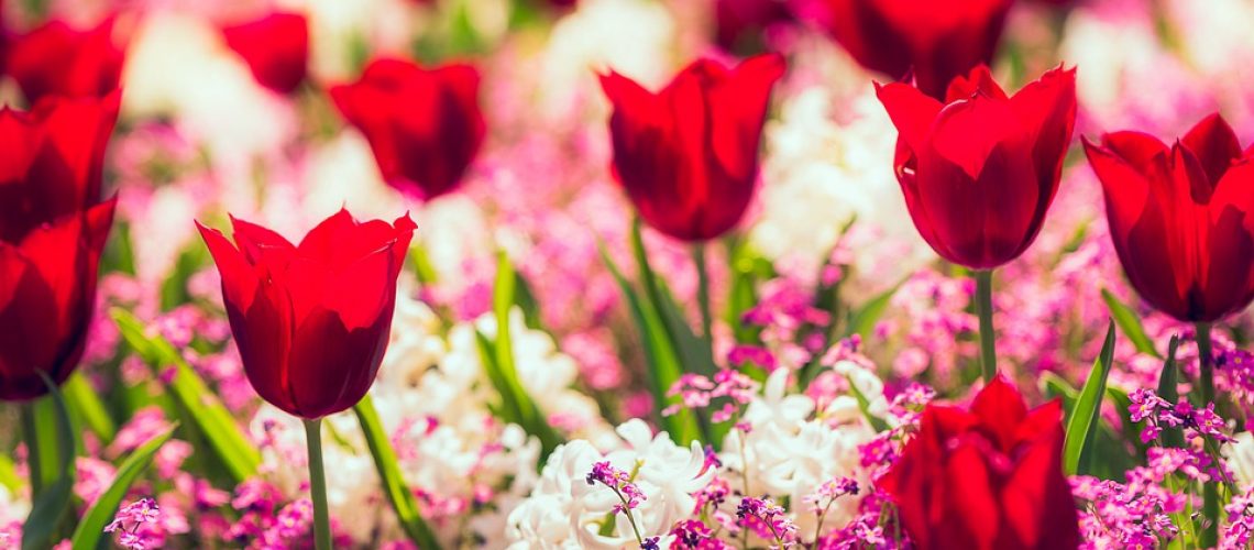 butchart-gardens-5144189_960_720