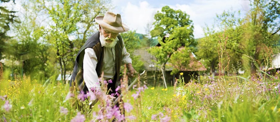 old-man-gardening